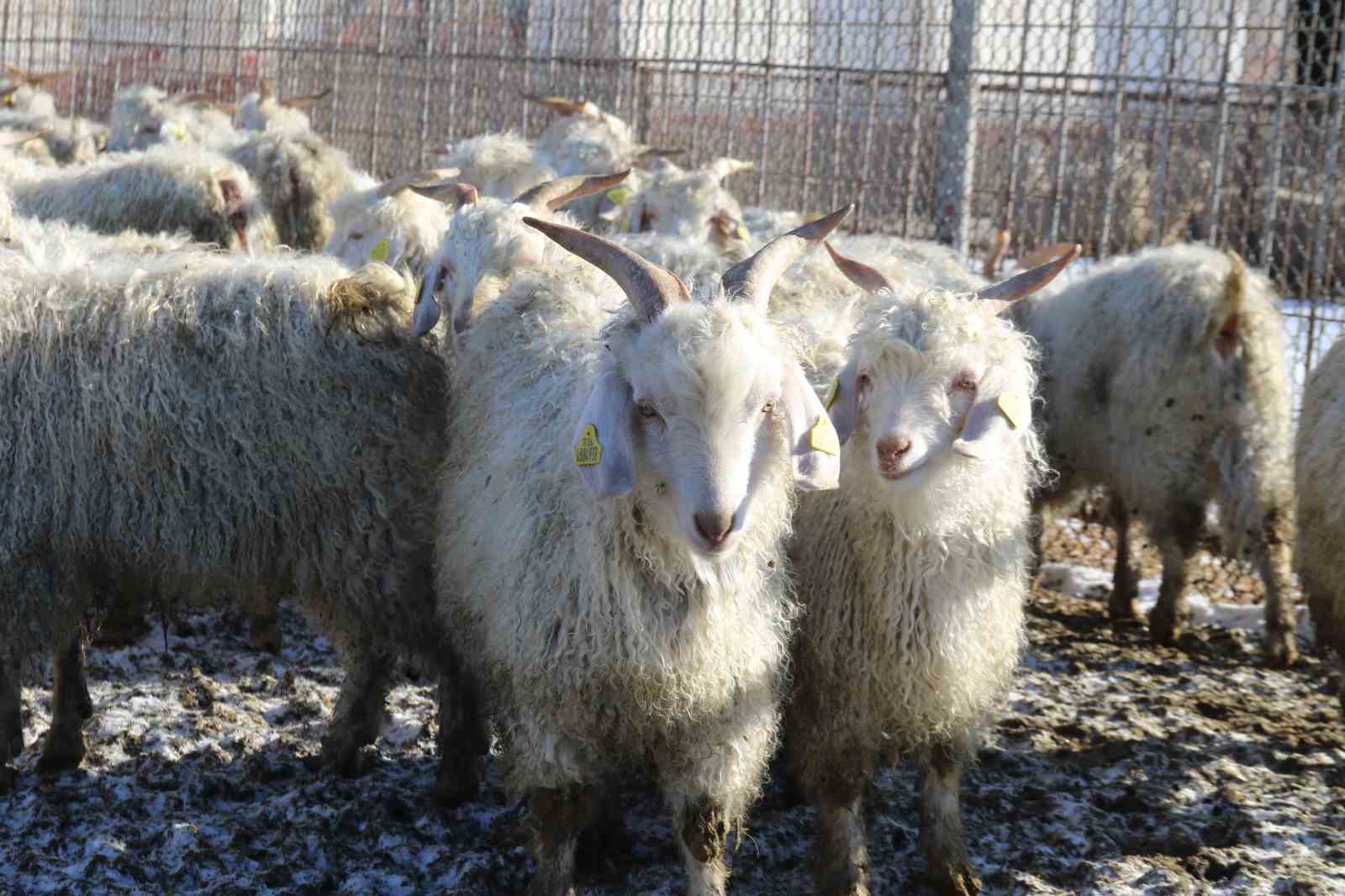 nesli tukenme tehlikesi altinda olan bin 200 ankara kecisine gozleri gibi bakiyorlar 1 Blv6eW78