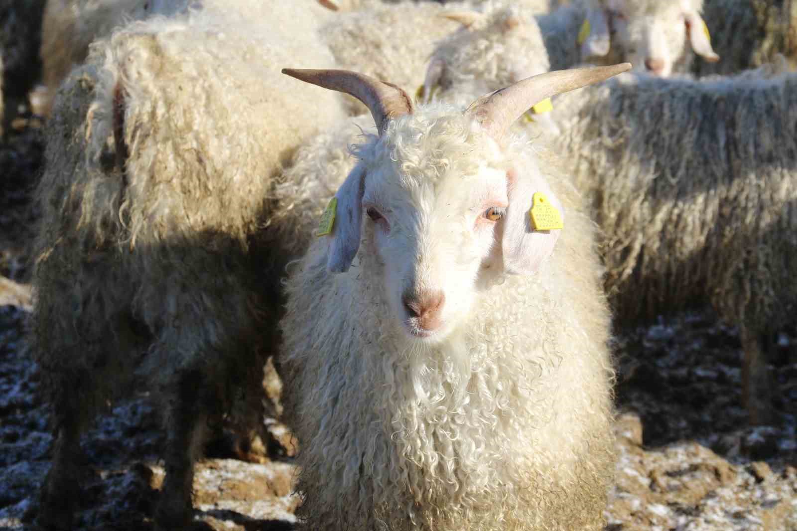 nesli tukenme tehlikesi altinda olan bin 200 ankara kecisine gozleri gibi bakiyorlar 10 B2vXKA9P