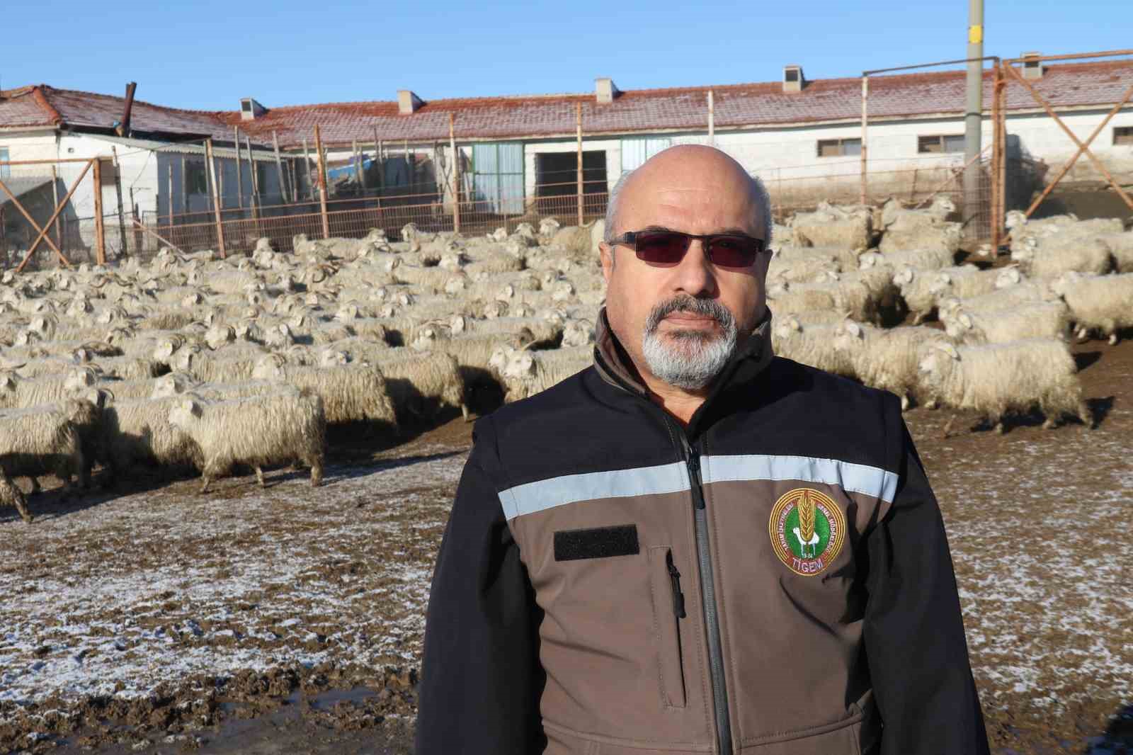 nesli tukenme tehlikesi altinda olan bin 200 ankara kecisine gozleri gibi bakiyorlar 7 IkrtJTcr
