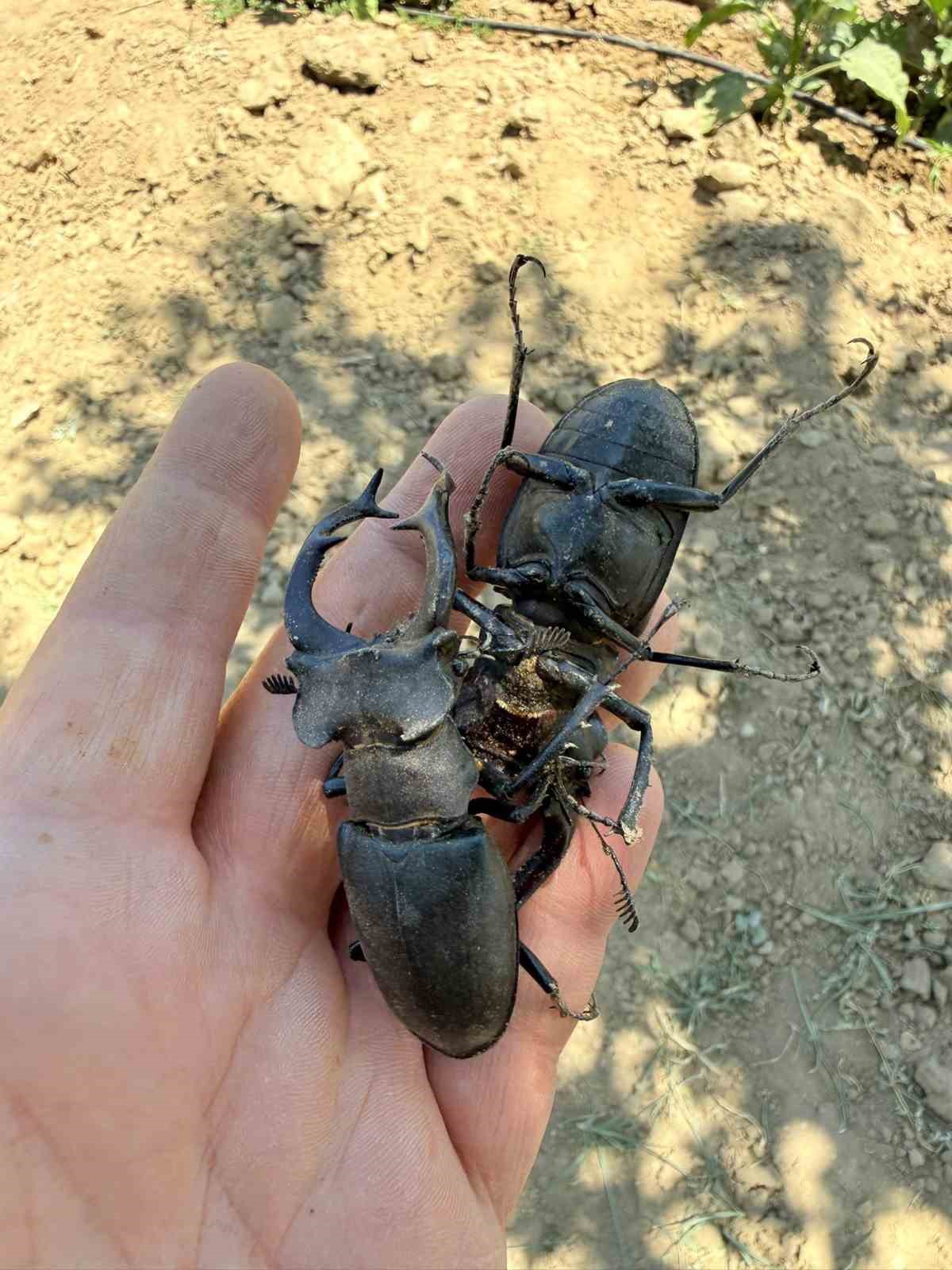 Nesli tükenme tehlikesi altındaki geyik böceği Gördes’te görüldü 6 nesli tukenme tehlikesi altindaki geyik bocegi gordeste goruldu 2 7hrMG4iH