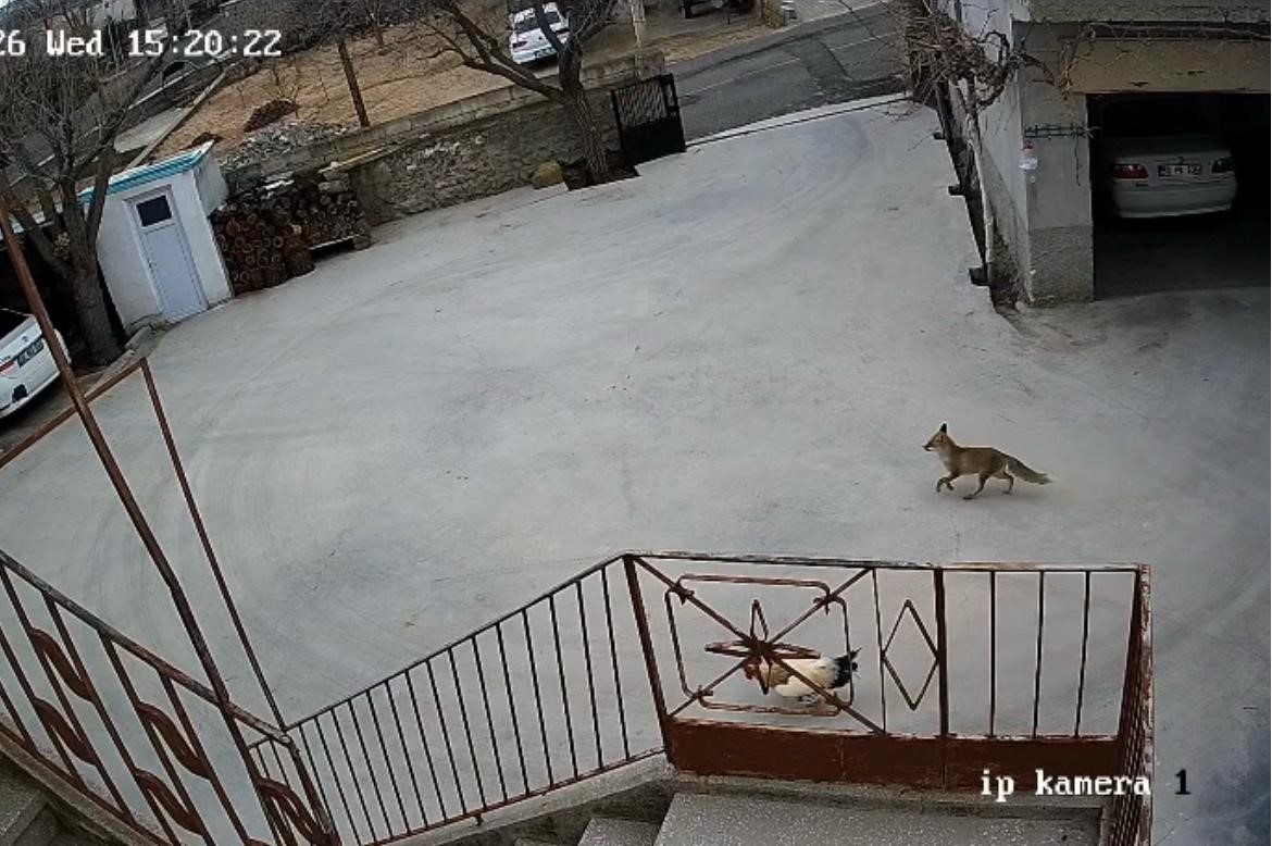 nevsehirde ac kalan tilki tavuklara saldirdi 1 uhqOg3EK