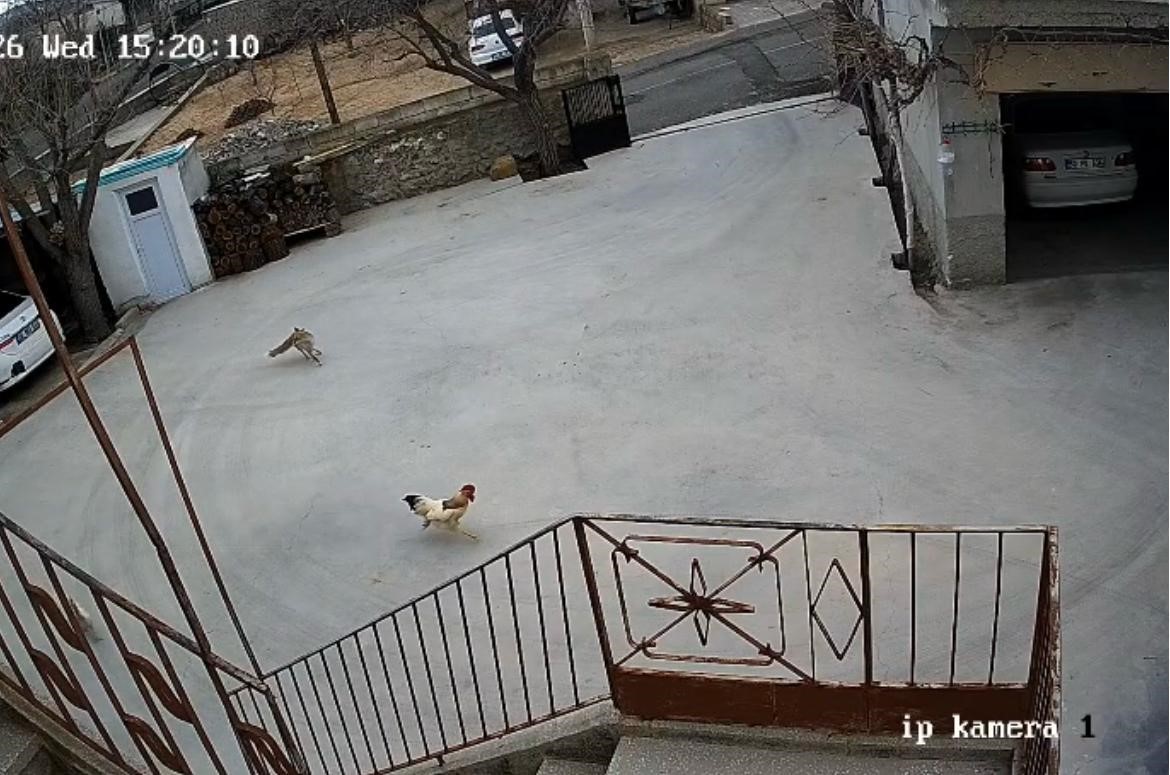 nevsehirde ac kalan tilki tavuklara saldirdi 2 cvE8Kb9S