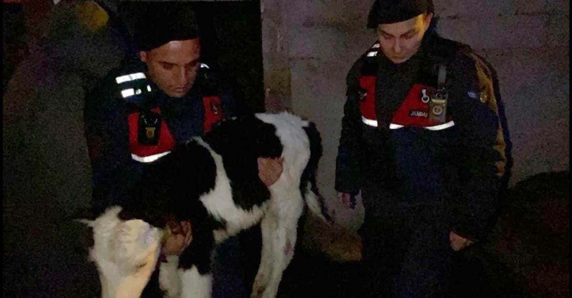 nevsehirde buyukbas hayvan hirsizlari jandarmadan kacamadi 2 PzJqJMw4