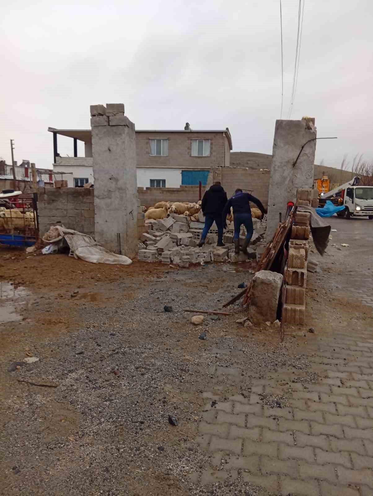 nevsehirde firtina agil ve mandirayi vurdu 12 koyun telef oldu 5 S3sHmihm