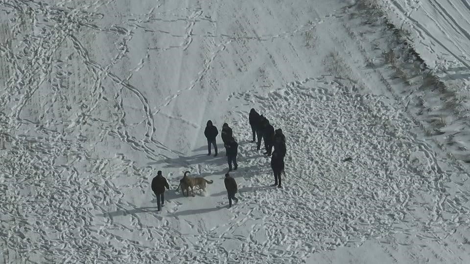 nevsehirde kopek dovusune jandarma baskini 1 kz1ycTYk