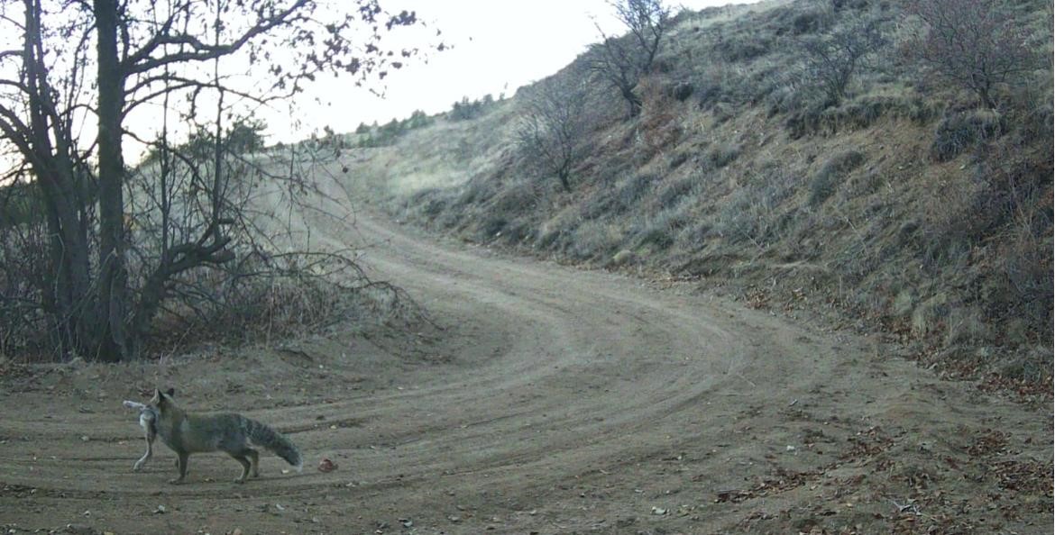 nevsehirde yaban hayati fotokapan ile goruntulendi 0 U4yy2srB