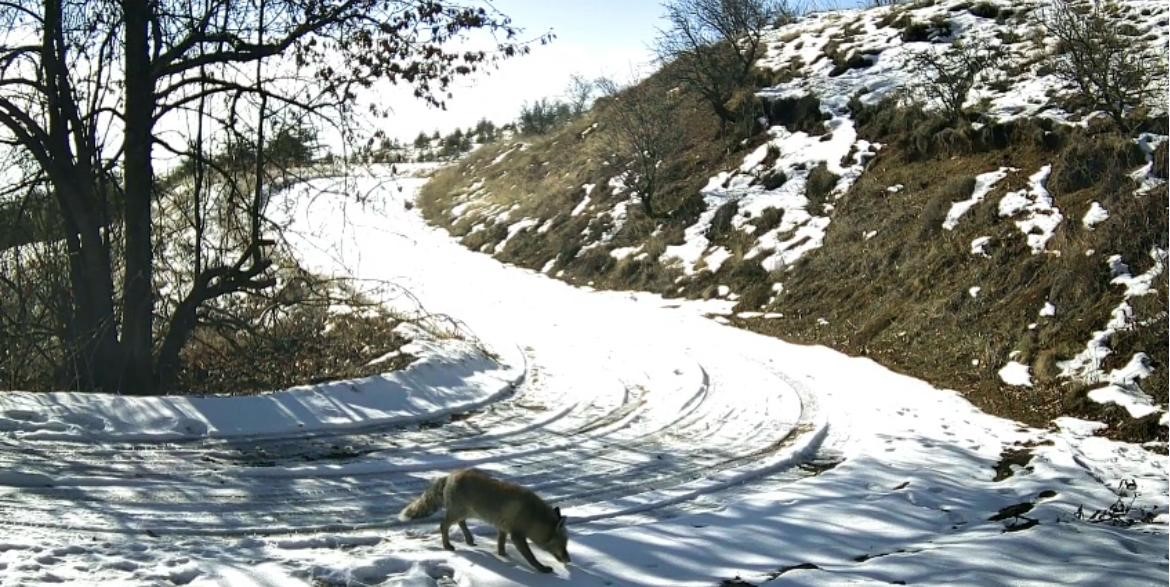 nevsehirde yaban hayati fotokapan ile goruntulendi 1