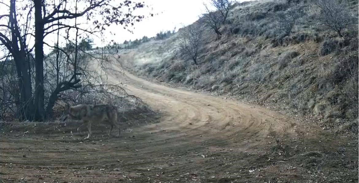nevsehirde yaban hayati fotokapan ile goruntulendi 2 6Uyw37N2