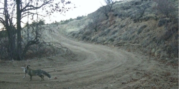 nevsehirde-yaban-hayati-fotokapan-ile-goruntulendi-d4agnmGQ.jpg