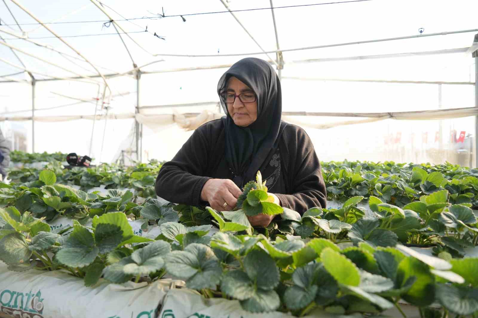 nigdede topraksiz tarim yontemiyle cilek uretimi kadin emegiyle buyuyor 2 87EtRNlc
