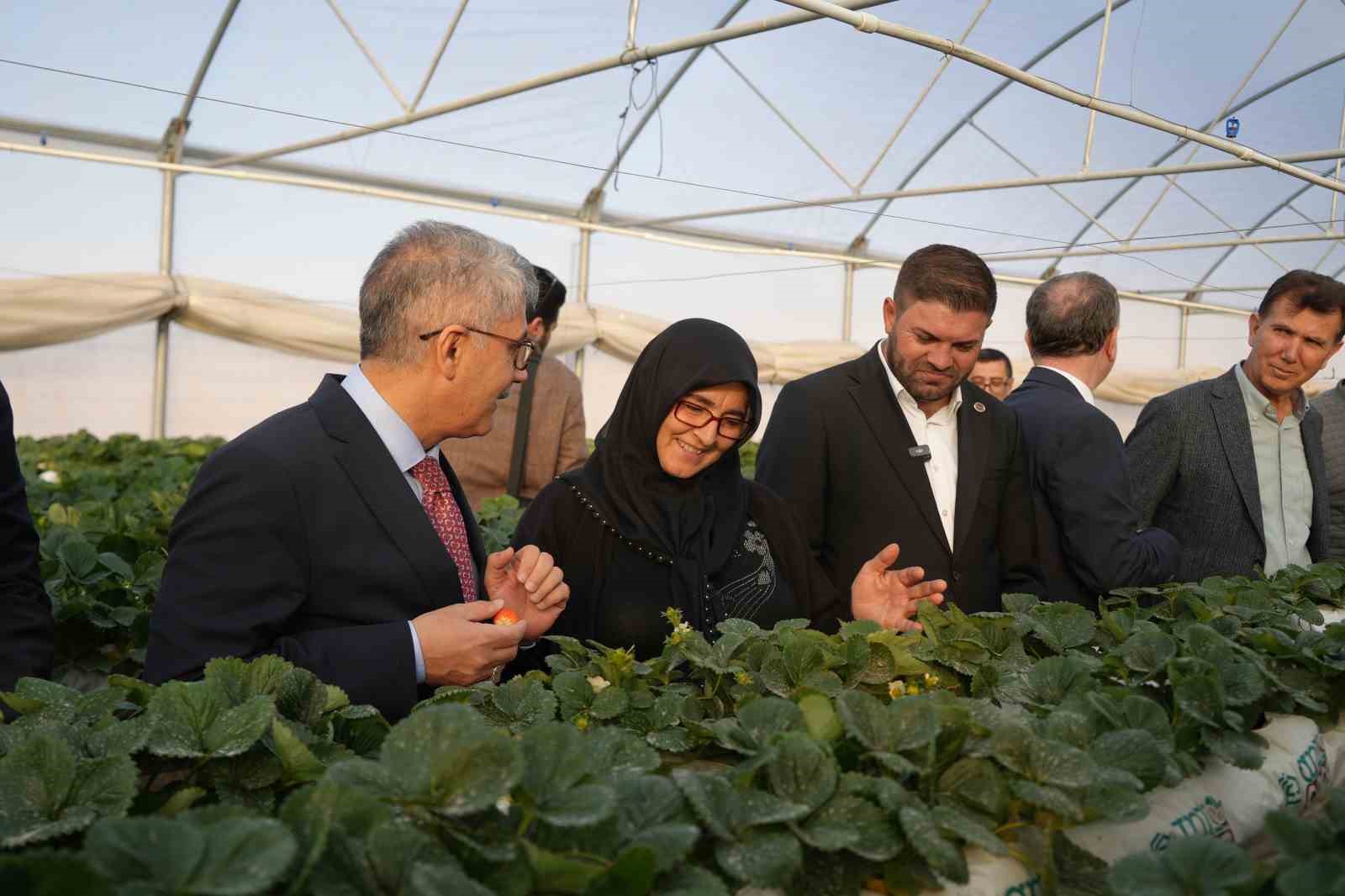 nigdede topraksiz tarim yontemiyle cilek uretimi kadin emegiyle buyuyor 6 C2ed14Ml