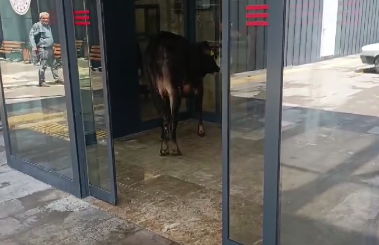 nizipte kacan kurbanlik dana solugu acil serviste aldi 0 MnvKeO92