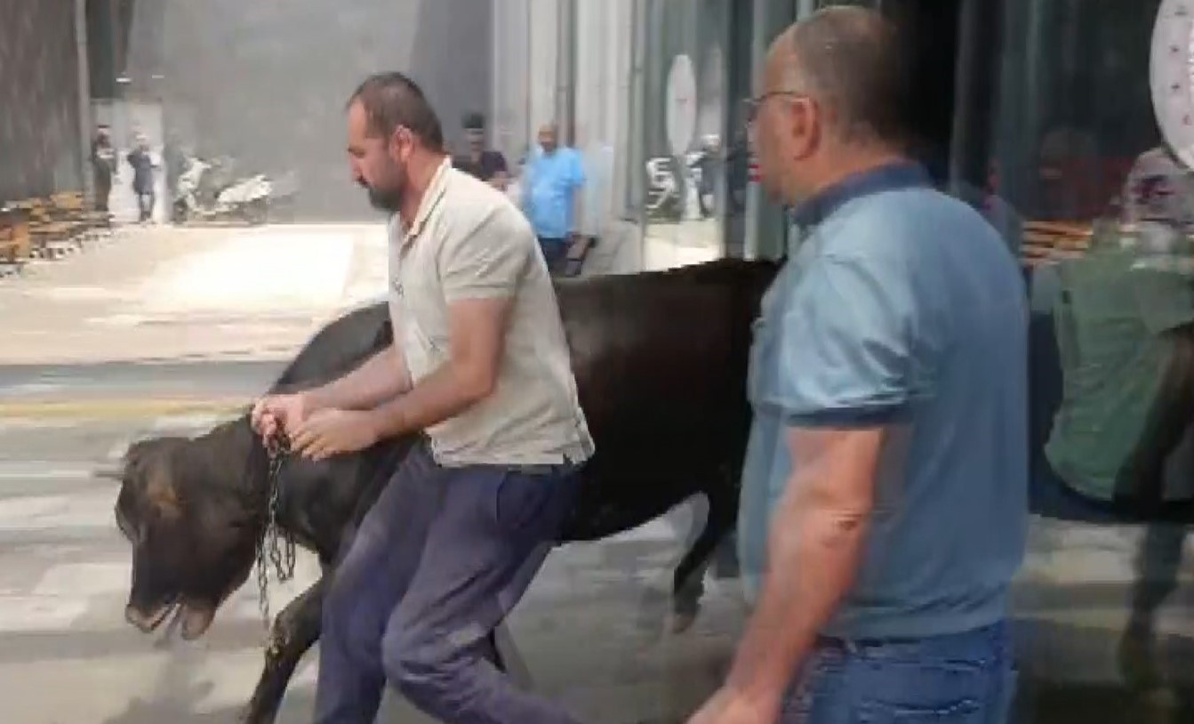 nizipte kacan kurbanlik dana solugu acil serviste aldi 1 bdFeMVlD