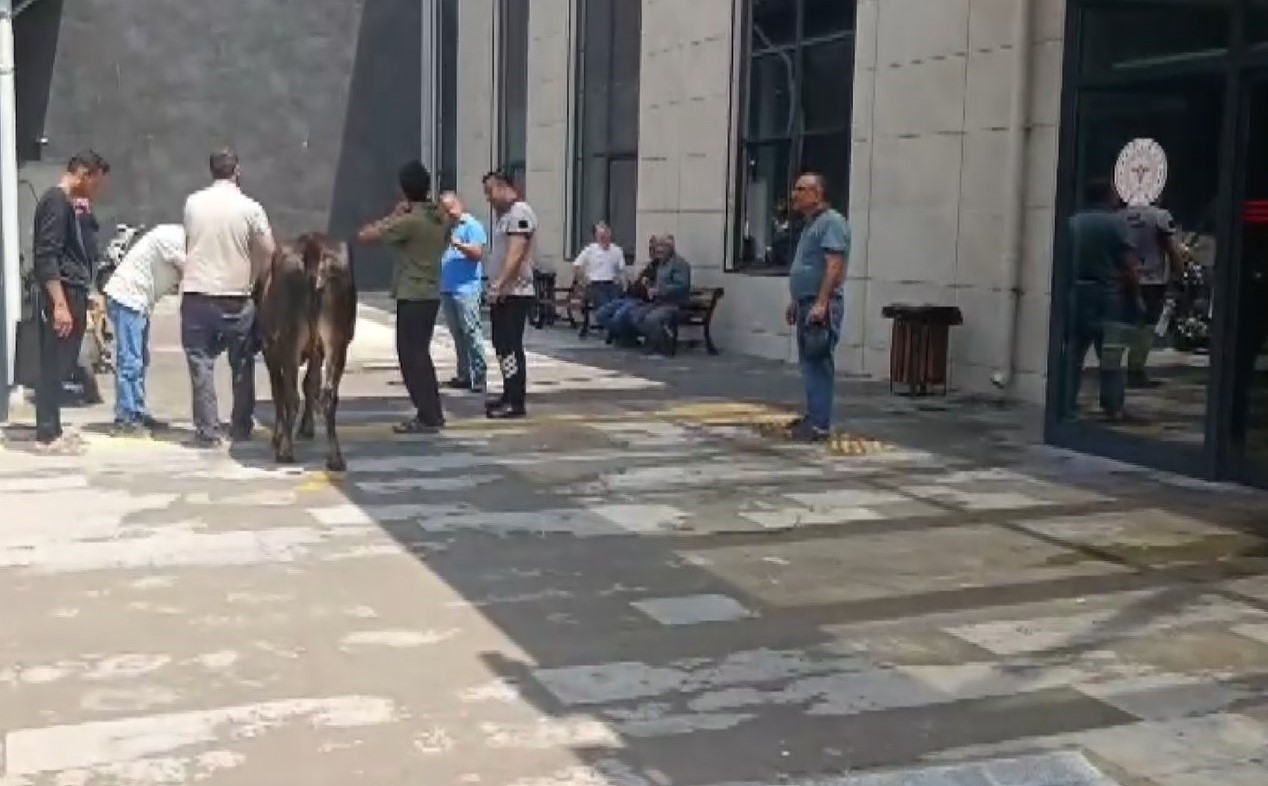 nizipte kacan kurbanlik dana solugu acil serviste aldi 2 XmKXE5Xt