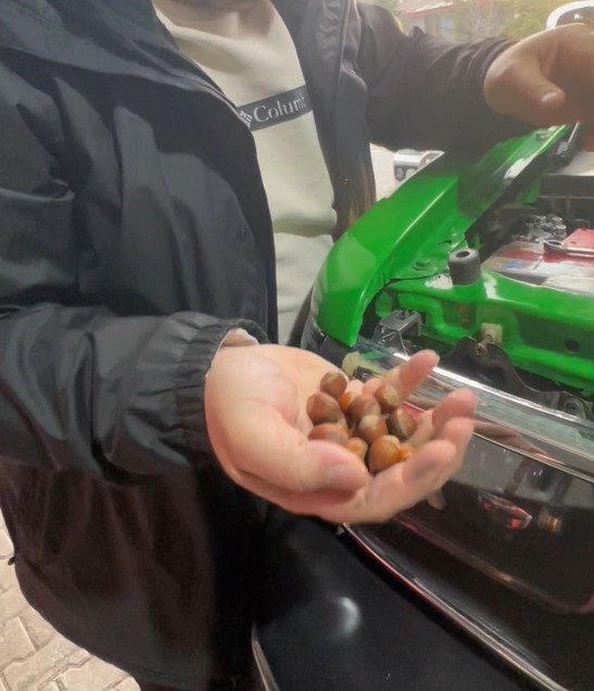 off road aracinin hava filtresine giren sincaptan findik surprizi 4 JOcNgGUy