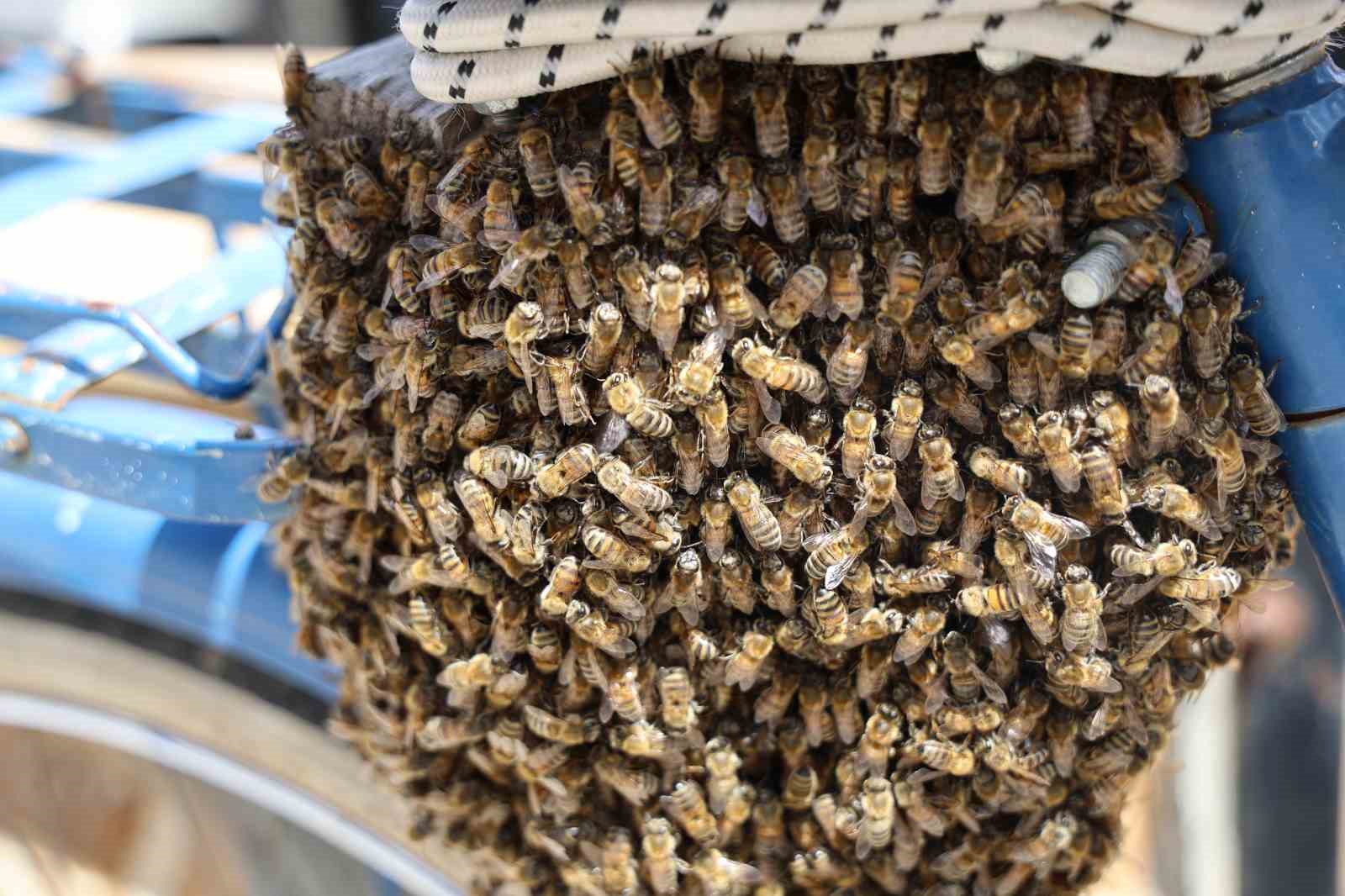 ogul veren kovandan ayrilan arilar bir bisiklette toplandi 5 3PkgiFDw