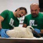 oksuz-leylekler-kanat-cirpmayi-bekliyor-rnURWd4K.jpg
