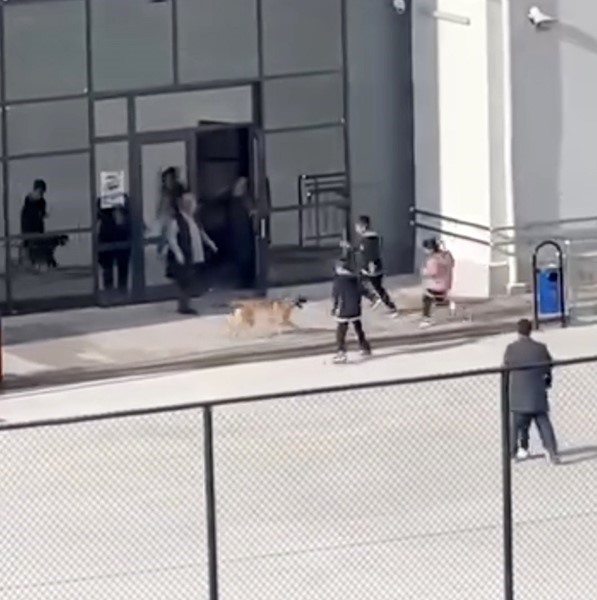 okul bahcesine giren kopek cocuklara buyuk panik yasatti o anlar kameraya yansidi 3
