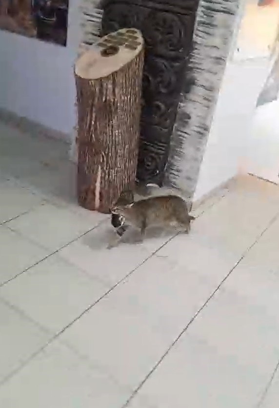 okulun maskot kedisi yavrularini ogretmenler odasina tasidi 1 wfQirQVq