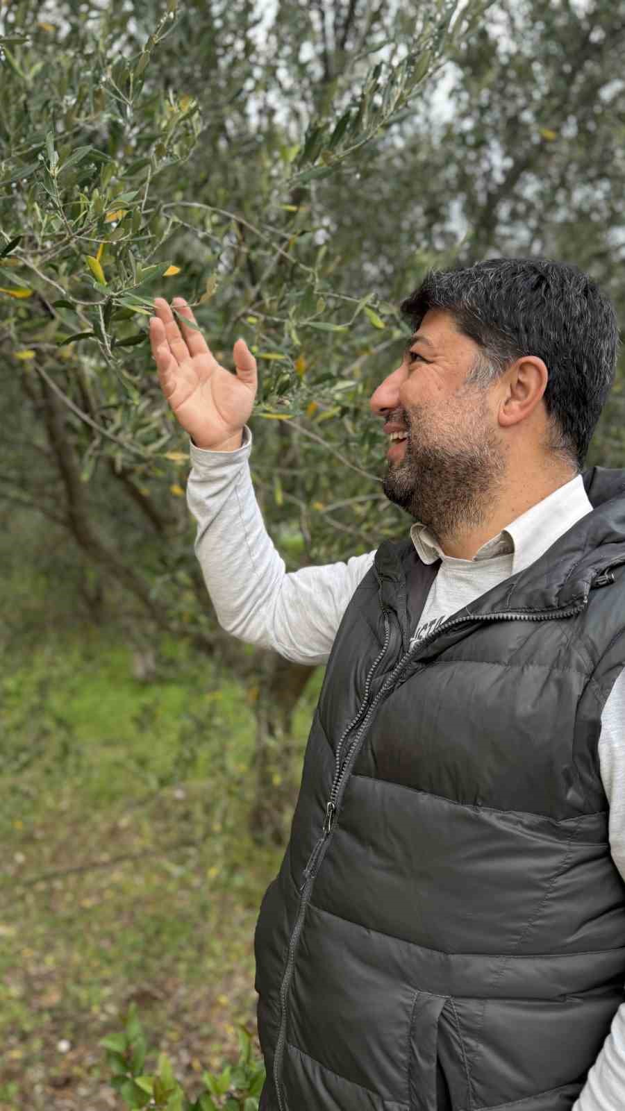 oleolog dr kivrak erken ve olgun hasat zeytinyaglari farkli iceriklere sahiptir 6 8tRr9UnU