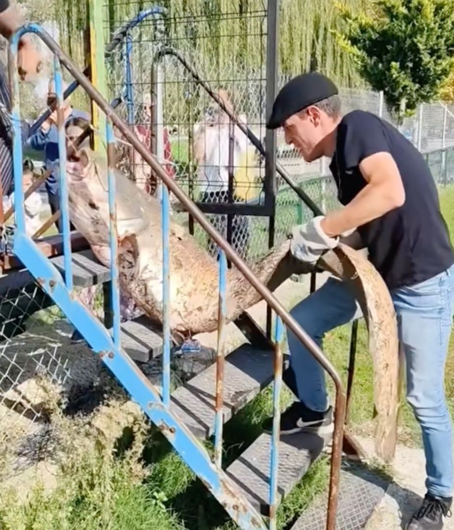oltaya takilan 50 kiloluk dev balik sasirtti 1 dXTgpPJF