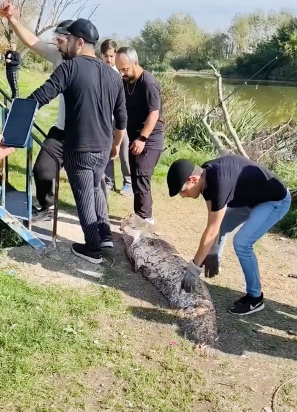 oltaya takilan 50 kiloluk dev balik sasirtti 2