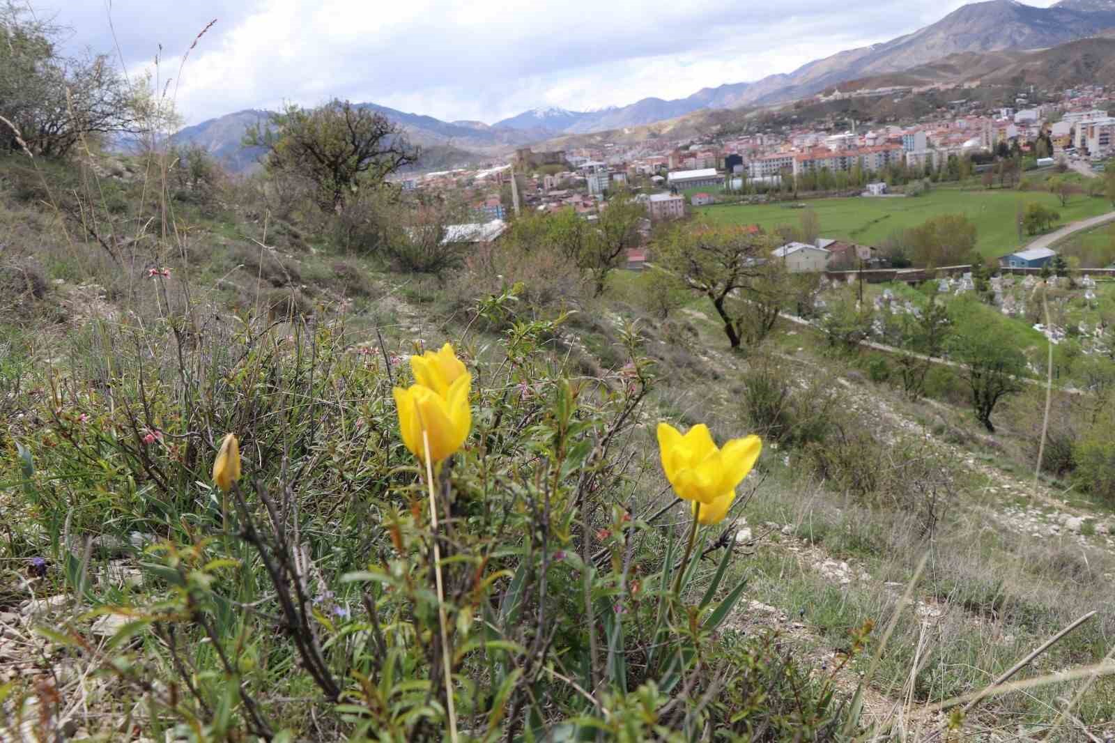 oltuda acan laleler renk cumbusu olusturuyor 5 lygNjyQt