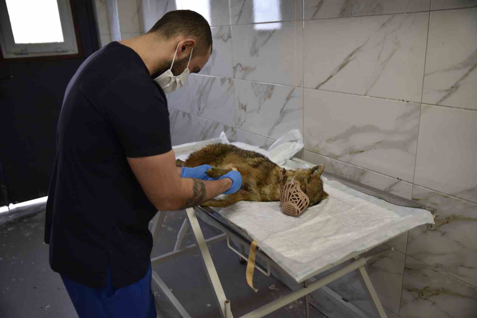olumcul viruse yakalanan cakal tedavi ediliyor 2 wHukzaPB