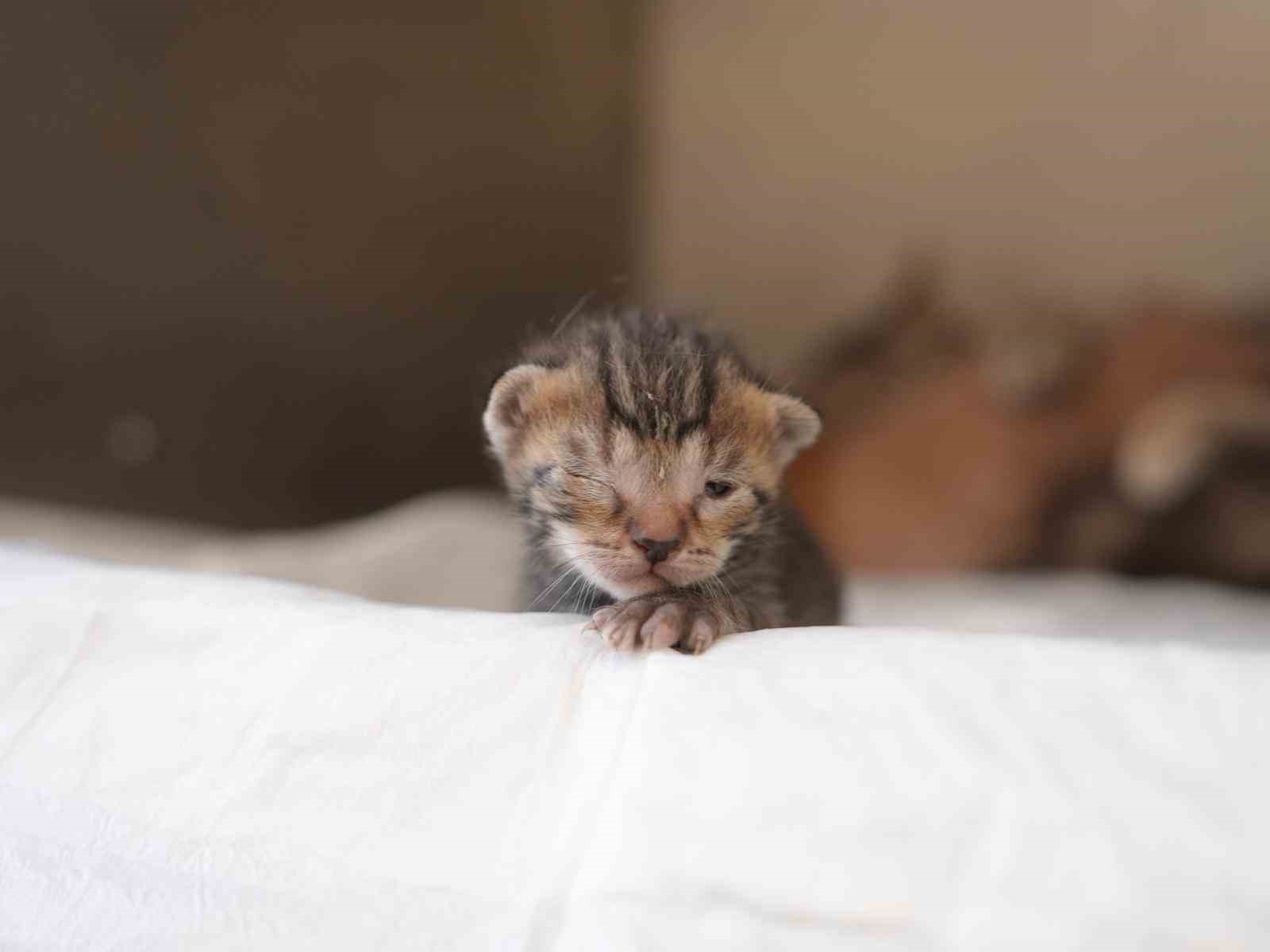 olumden donen yavru kedilere sut anne kucak acti 2 KkhQsPJq