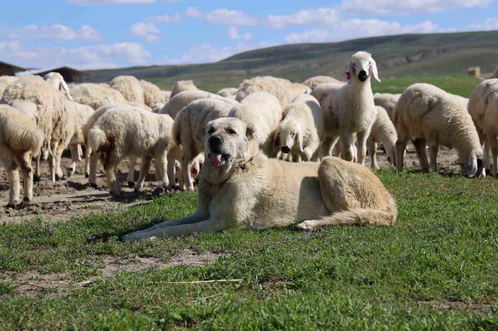 onlarcasi arasindan kendi annelerini koklayarak buldular 7 fJFyjpjC