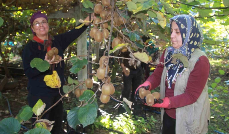 ordu-kivisinde-rekolte-hedefi-6-bin-200-ton-ekonomiye-katkisi-yaklasik-500-milyon-tl-BVAKtBmb.jpg