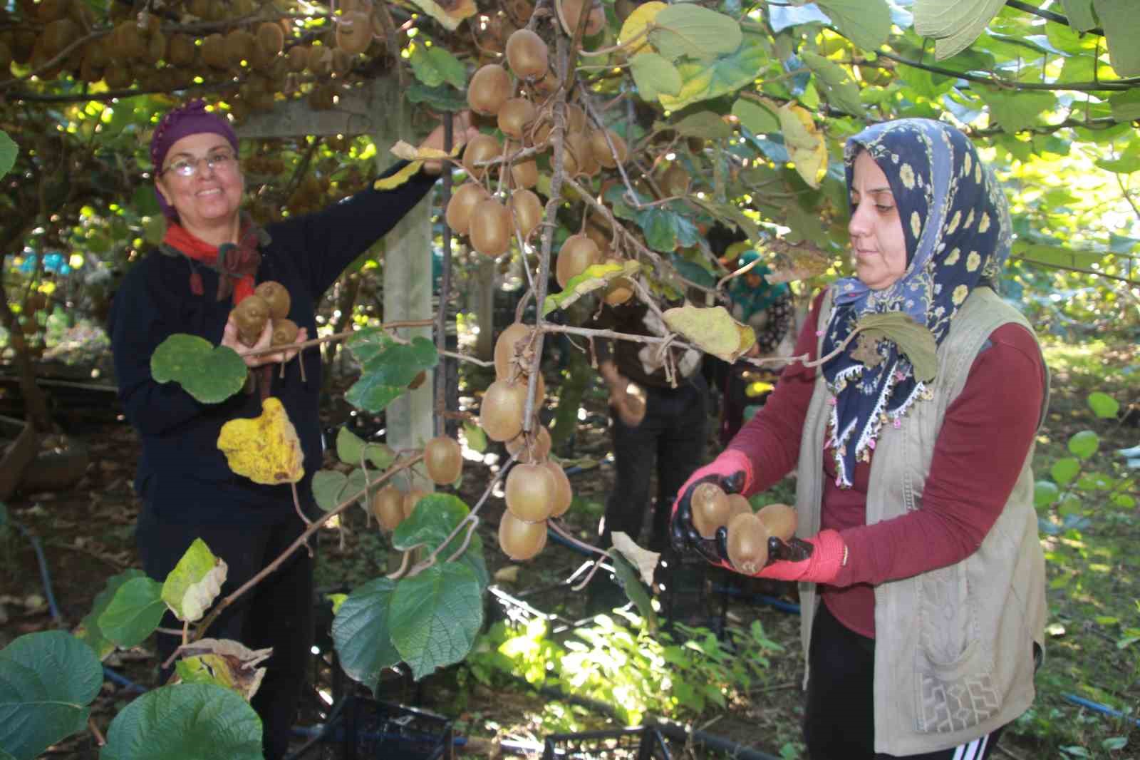 ordu kivisinde rekolte hedefi 6 bin 200 ton ekonomiye katkisi yaklasik 500 milyon tl