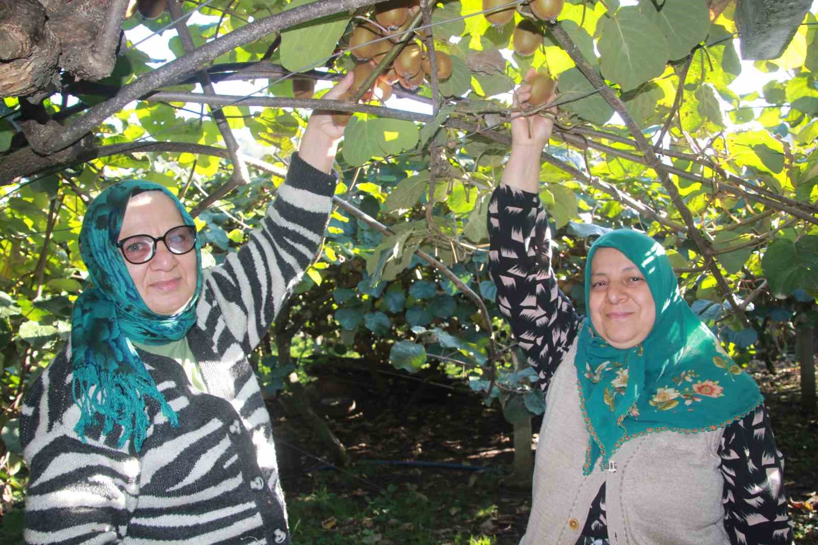 ordu kivisinde rekolte hedefi 6 bin 200 ton ekonomiye katkisi yaklasik 500 milyon tl HYA2XKWB