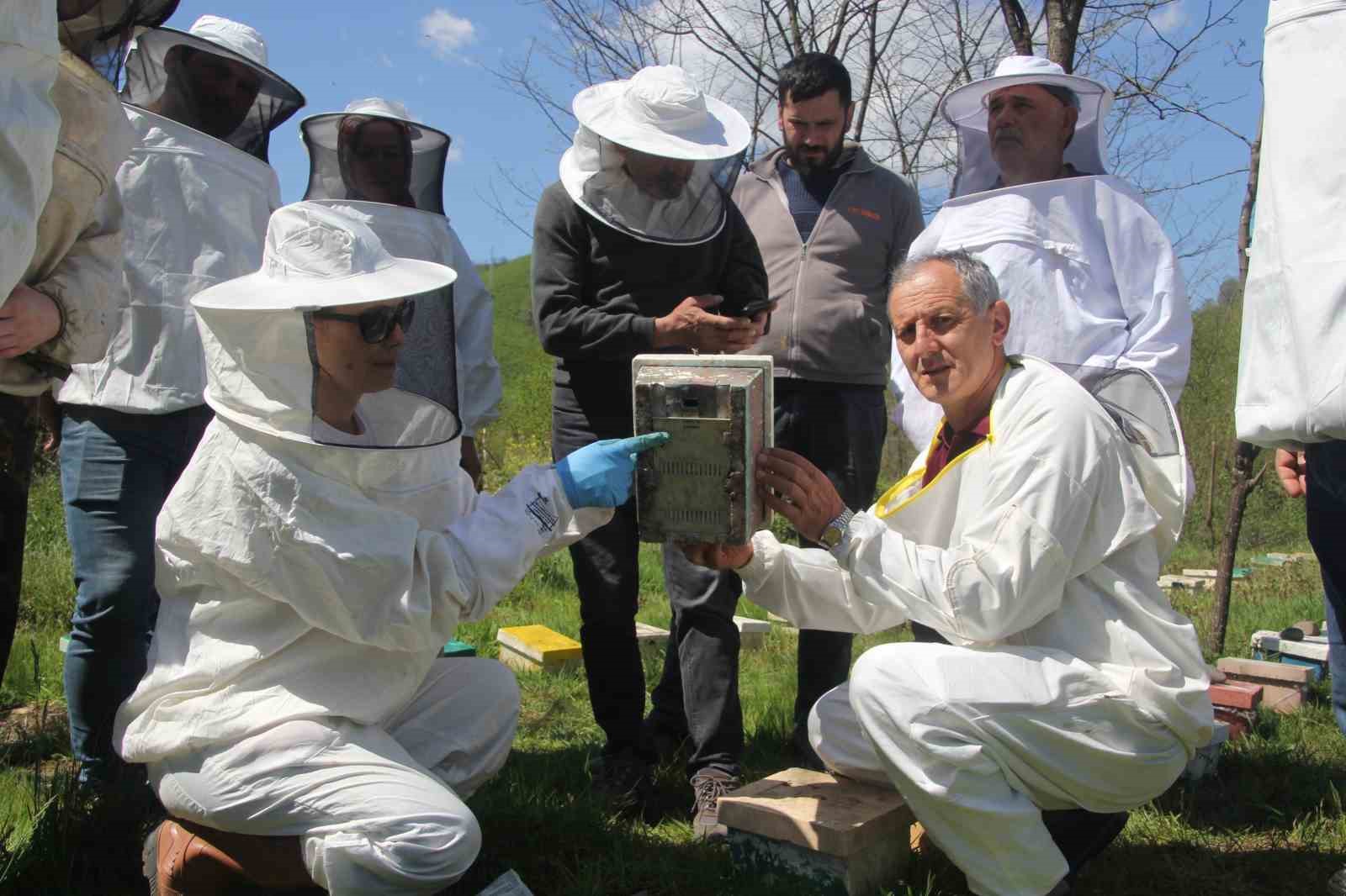 Ordu’da kraliçe arı hamlesi: Arıcılar hem üretecek hem satacak 5 orduda kralice ari hamlesi aricilar hem uretecek hem satacak 1 urLQ9kfX