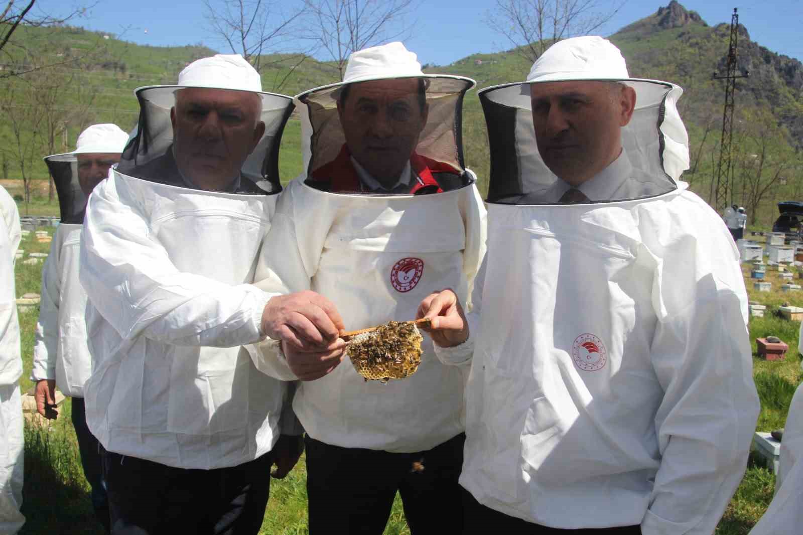 Ordu’da kraliçe arı hamlesi: Arıcılar hem üretecek hem satacak 6 orduda kralice ari hamlesi aricilar hem uretecek hem satacak 2
