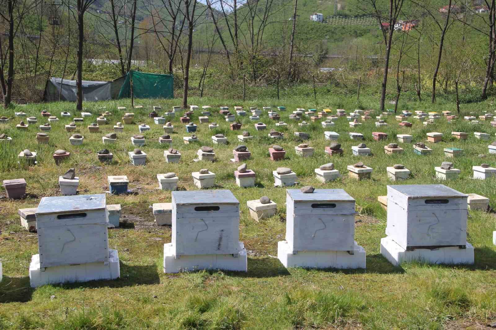 Ordu’da kraliçe arı hamlesi: Arıcılar hem üretecek hem satacak 10 orduda kralice ari hamlesi aricilar hem uretecek hem satacak 6 ROZbUEnw