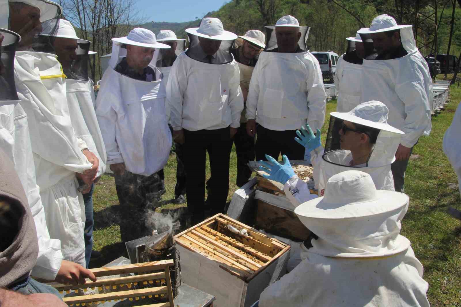 Ordu’da kraliçe arı hamlesi: Arıcılar hem üretecek hem satacak 12 orduda kralice ari hamlesi aricilar hem uretecek hem satacak 8