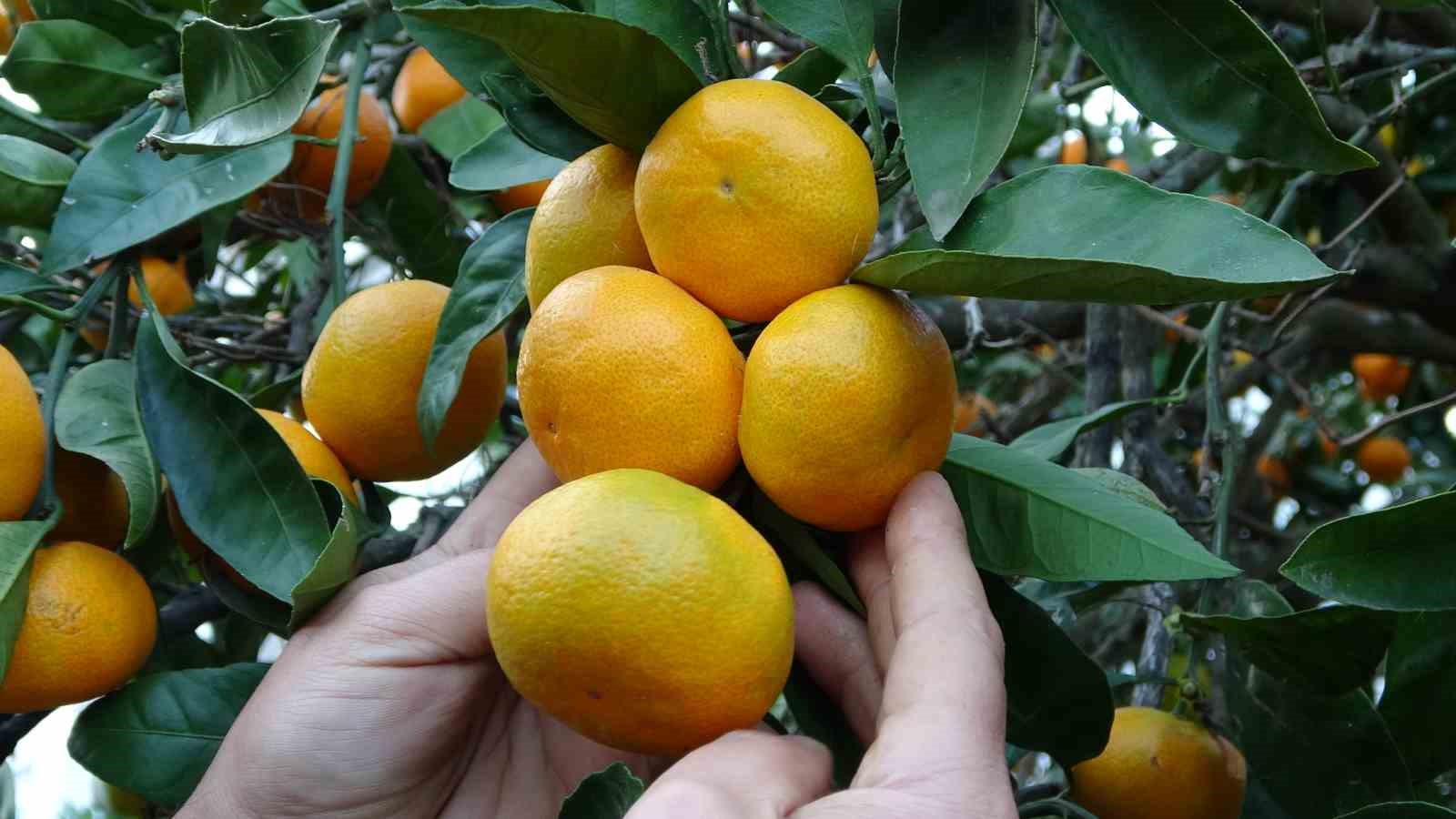orduda narenciye hasadi basladi 0 SNAbjqIT