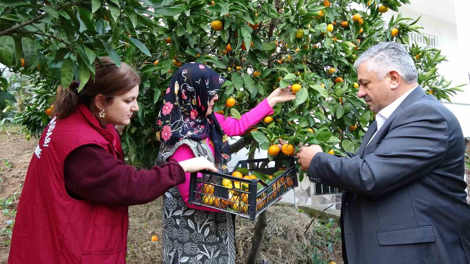 orduda narenciye hasadi basladi 1