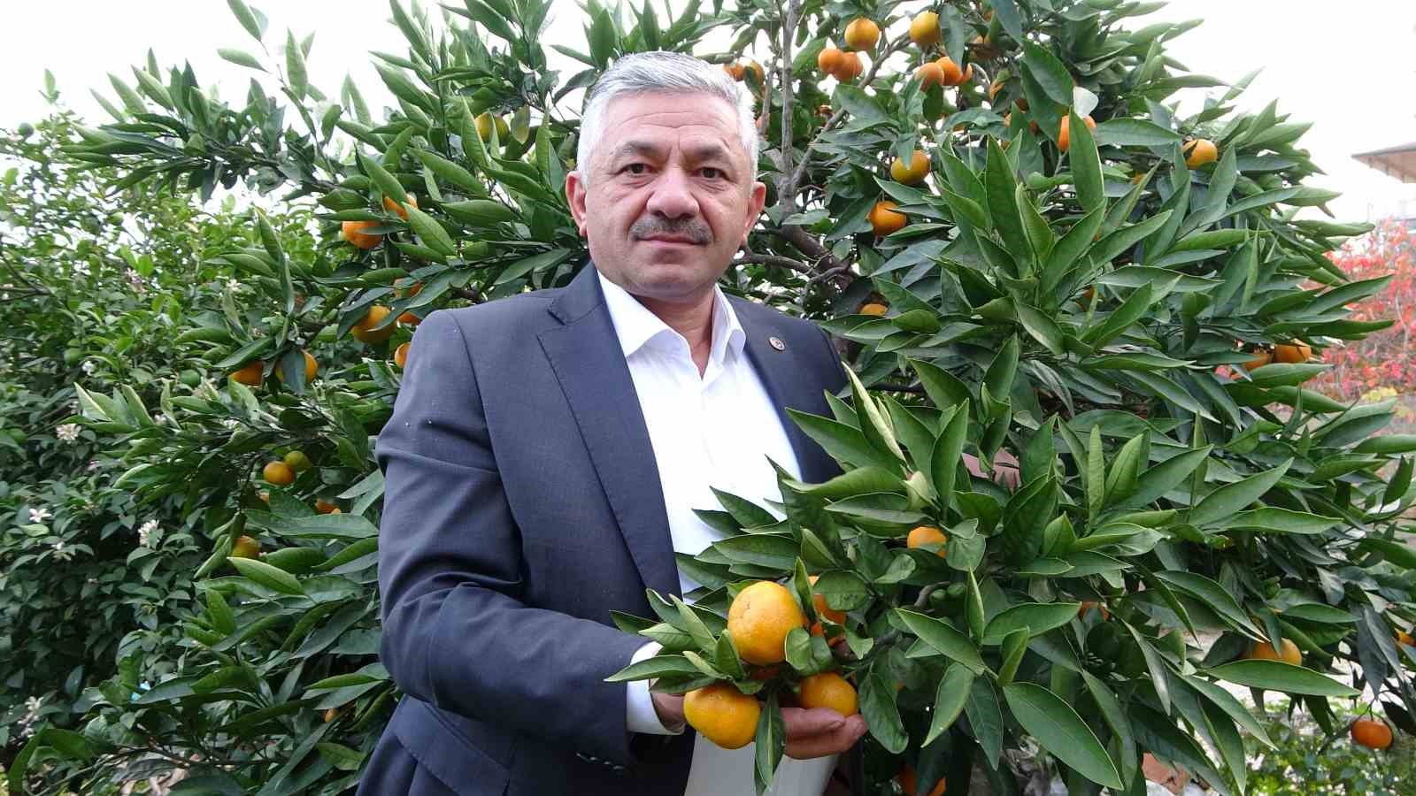orduda narenciye hasadi basladi 3 yAti2EGR