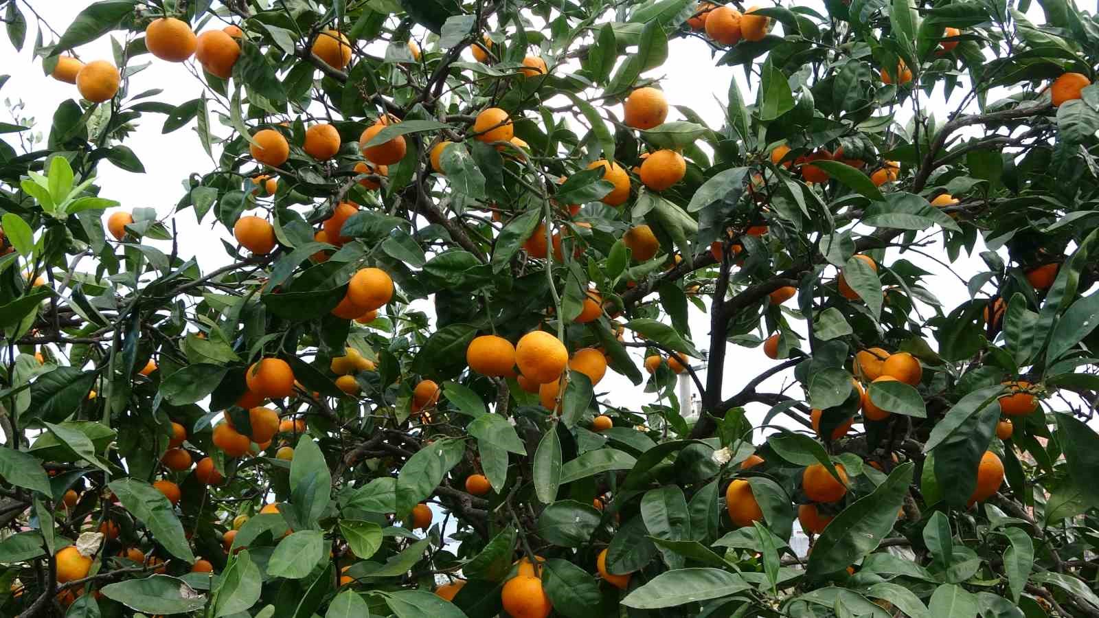 orduda narenciye hasadi basladi 5 wP7sz4NK