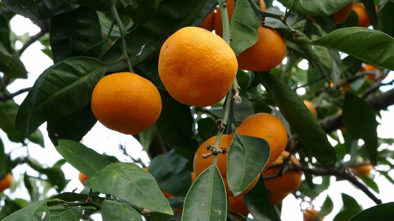 orduda narenciye hasadi basladi 6 PbQIbQ78
