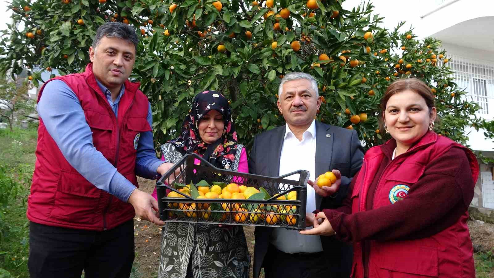 orduda narenciye hasadi basladi 8 O9vSUlis