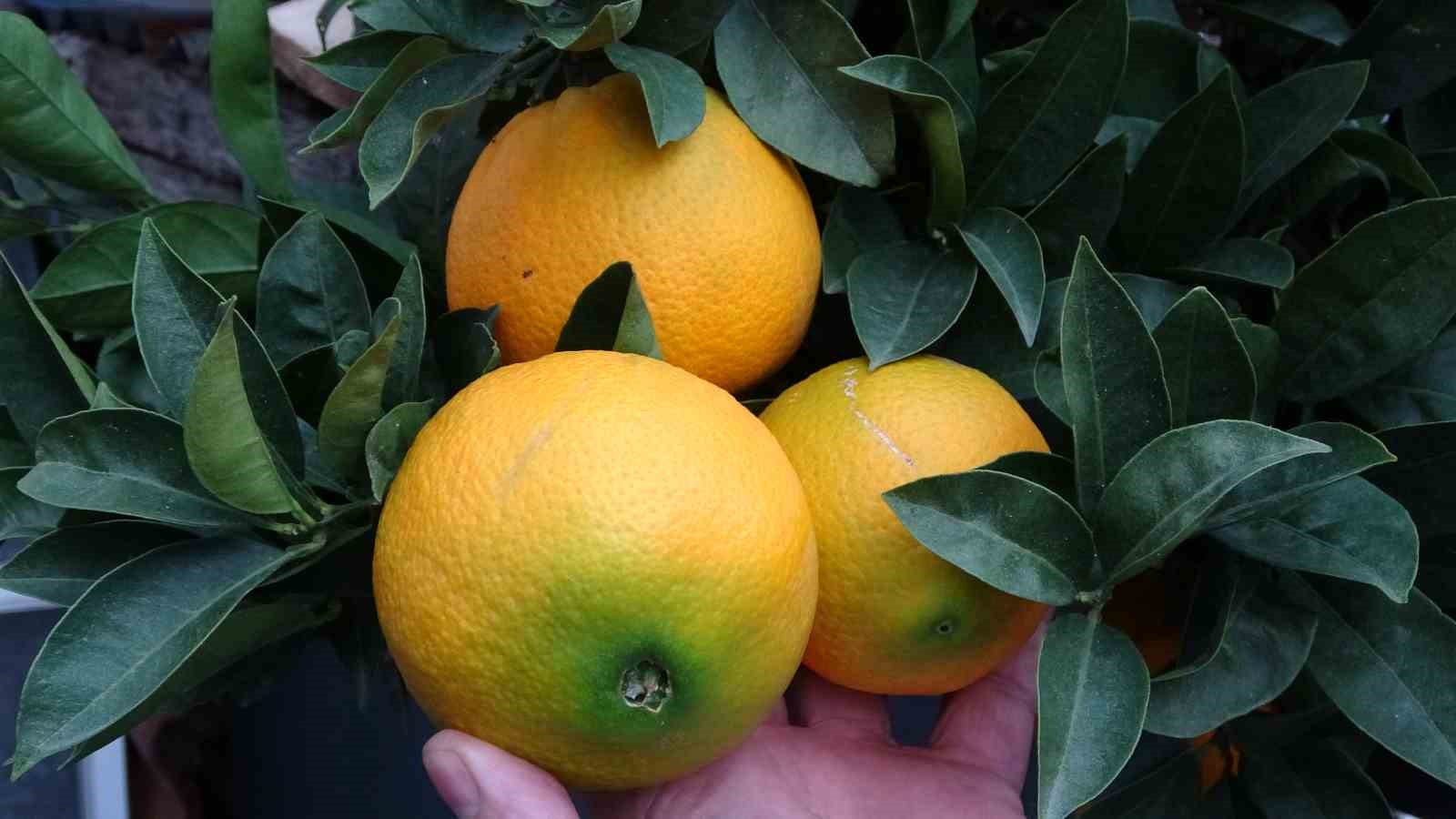 orduda narenciye hasadi basladi 9 eWu6DbMA