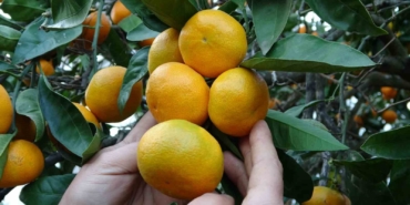 orduda-narenciye-hasadi-basladi-iLBEx7LF.jpg