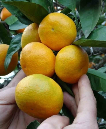 orduda-narenciye-hasadi-basladi-iLBEx7LF.jpg