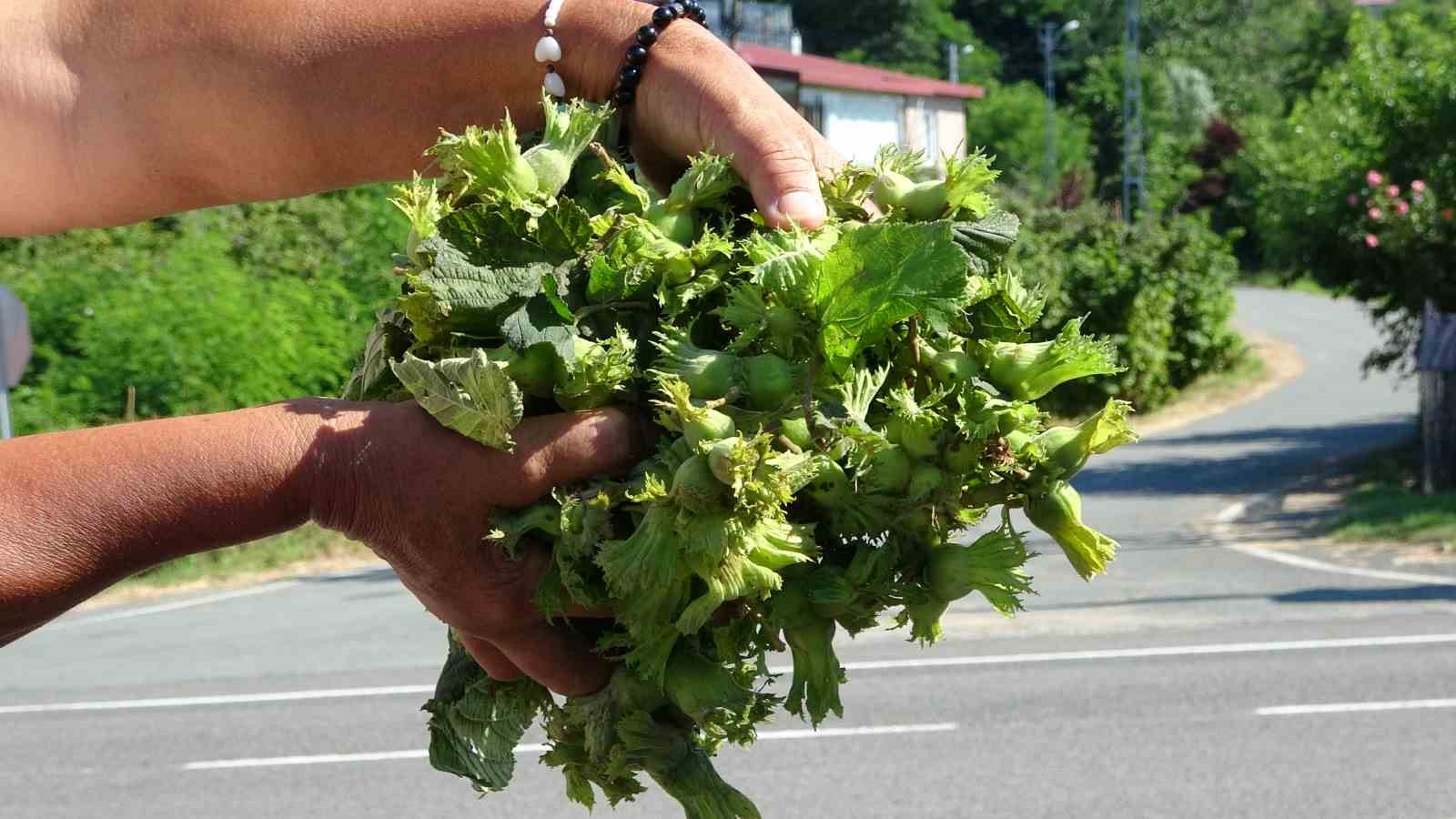 Ordu’da taze fındık tezgahlarda: Kilosu 200 lira 4 orduda taze findik tezgahlarda kilosu 200 lira 0 BspYc4Ea