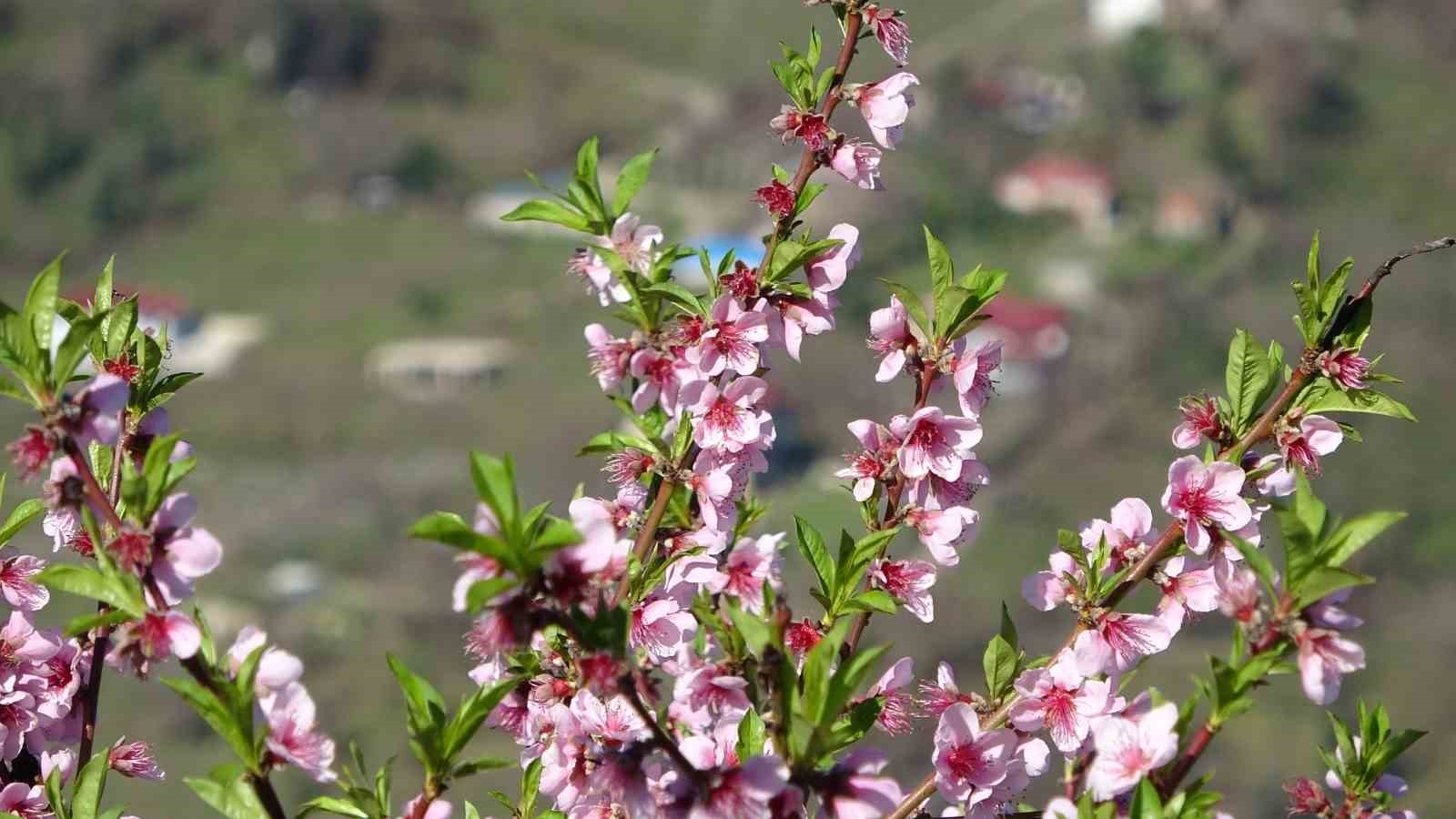 orduda yalanci bahar meyve agaclari kisin cicek acti 0 mNEgUJQf