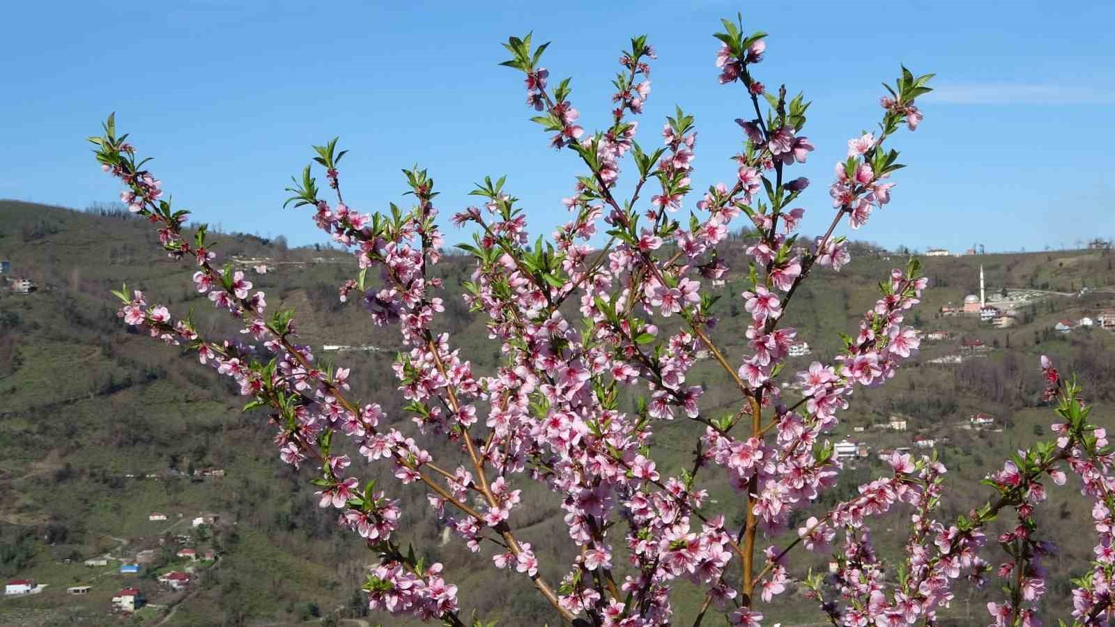 orduda yalanci bahar meyve agaclari kisin cicek acti 3 XriIJWaZ