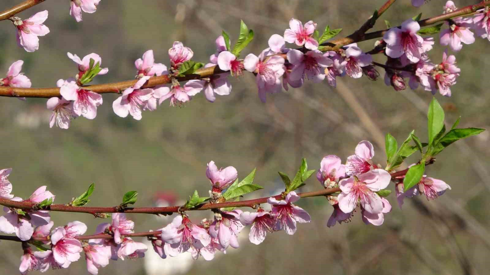 orduda yalanci bahar meyve agaclari kisin cicek acti 5 lQvlVfCJ